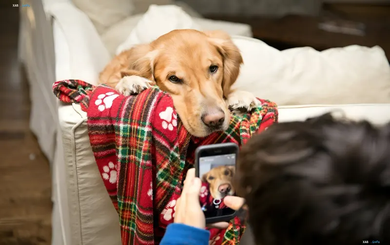A person photographs a golden retriever using a Samsung Galaxy smartphone to diagnose pet health via One UI 8.5