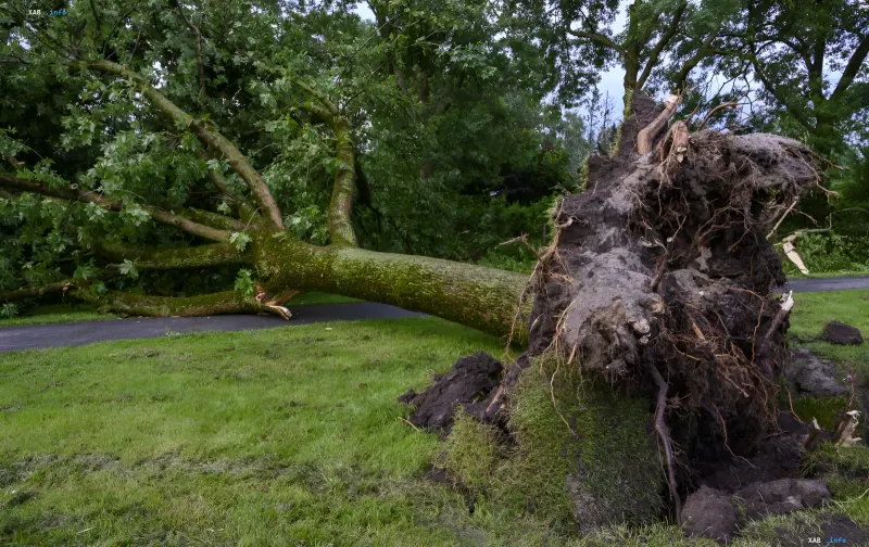 Durch starken Wind entwurzelter Baum auf einer Wiese, der die gelbe Warnstufe in Kiew veranschaulicht