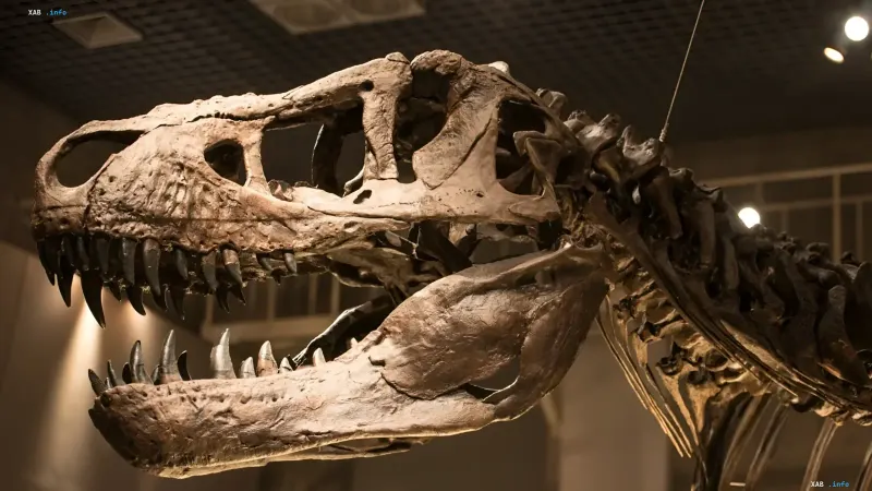 Edmontosaurus skull in museum — key evidence of collagen preservation in dinosaur bones