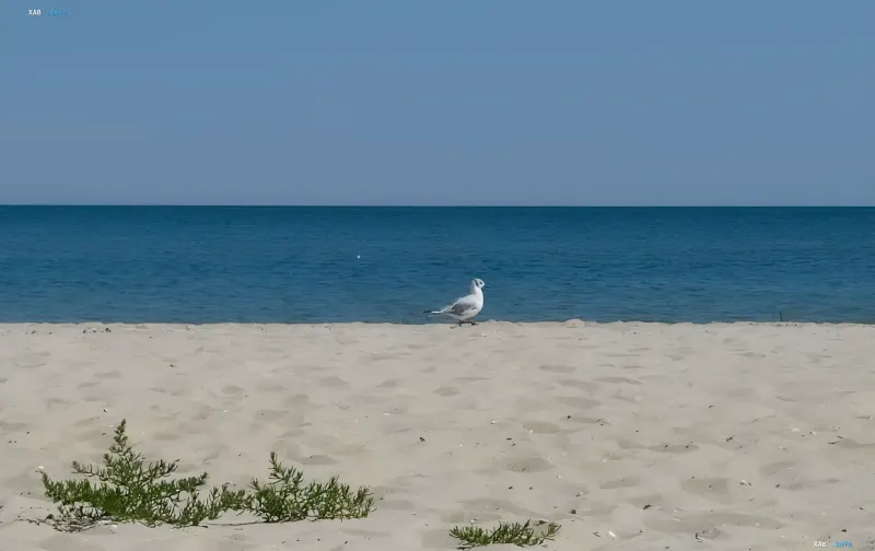 A lone seagull on the sandy shore of Zatoka in 2026, symbolizing tranquility and the quest for Ukrainian vacationers
