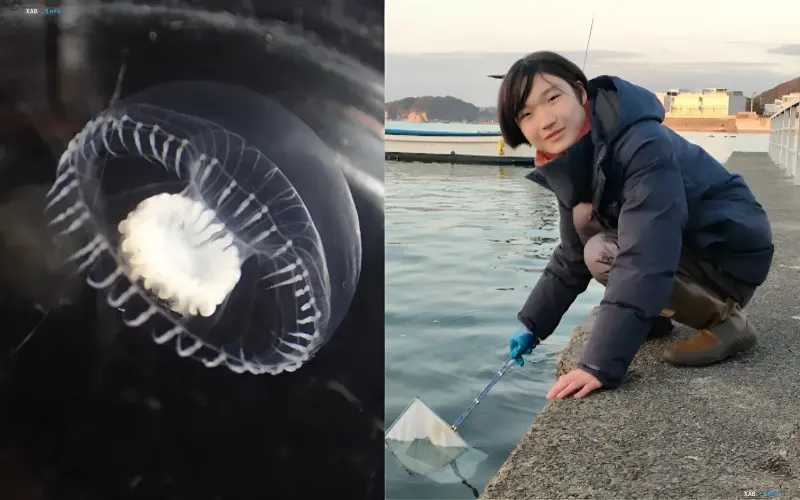 Links: neue Quallenart mit geometrischem Muster entdeckt von Schülern; rechts: 13-jähriger japanischer Schüler mit Netz am Wasser
