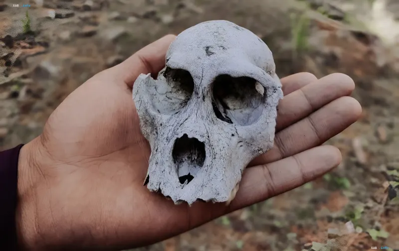 Australopithecus skull held by a researcher, showcasing key anatomical features for reclassifying the Homo genus