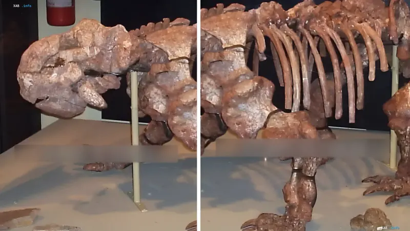 Remains of the ancient animal Dinodontosaurus isiyavamanda in a museum