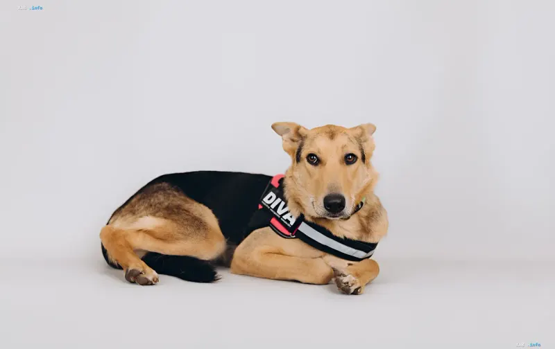 Собака и кошка ищут дом через онлайн-проект AdoptMe Days