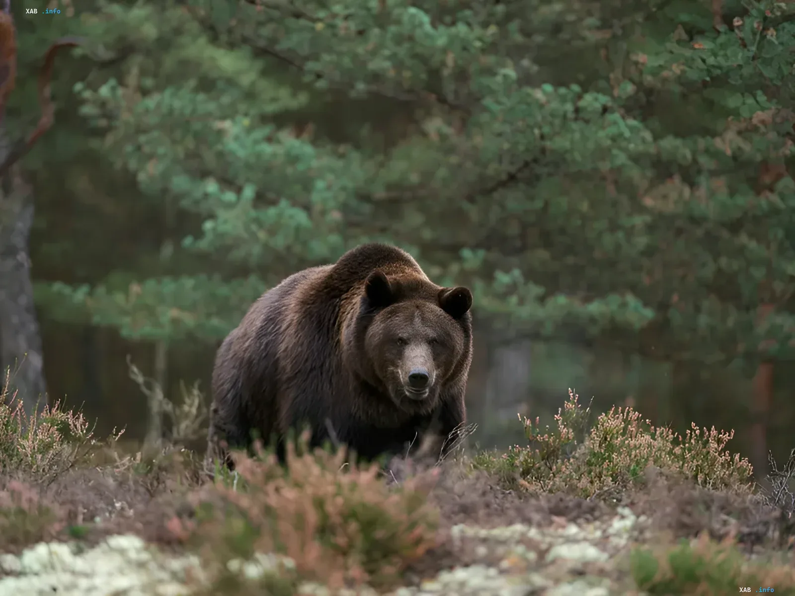 Brown bear in the forest, illustrating the theme of human-wildlife conflict in Romania