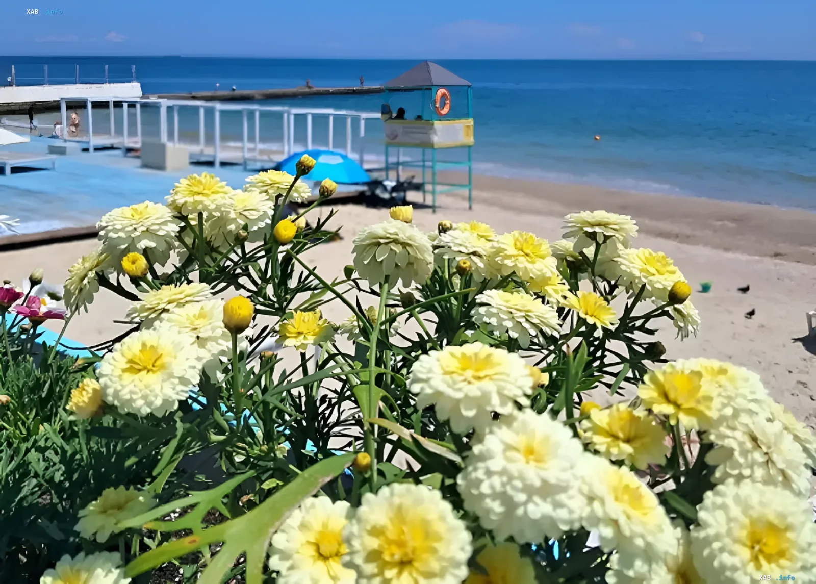 Yellow flowers in foreground with view of Odessa beach, lifeguard tower and sea — symbol of summer heat and fire hazard in the region