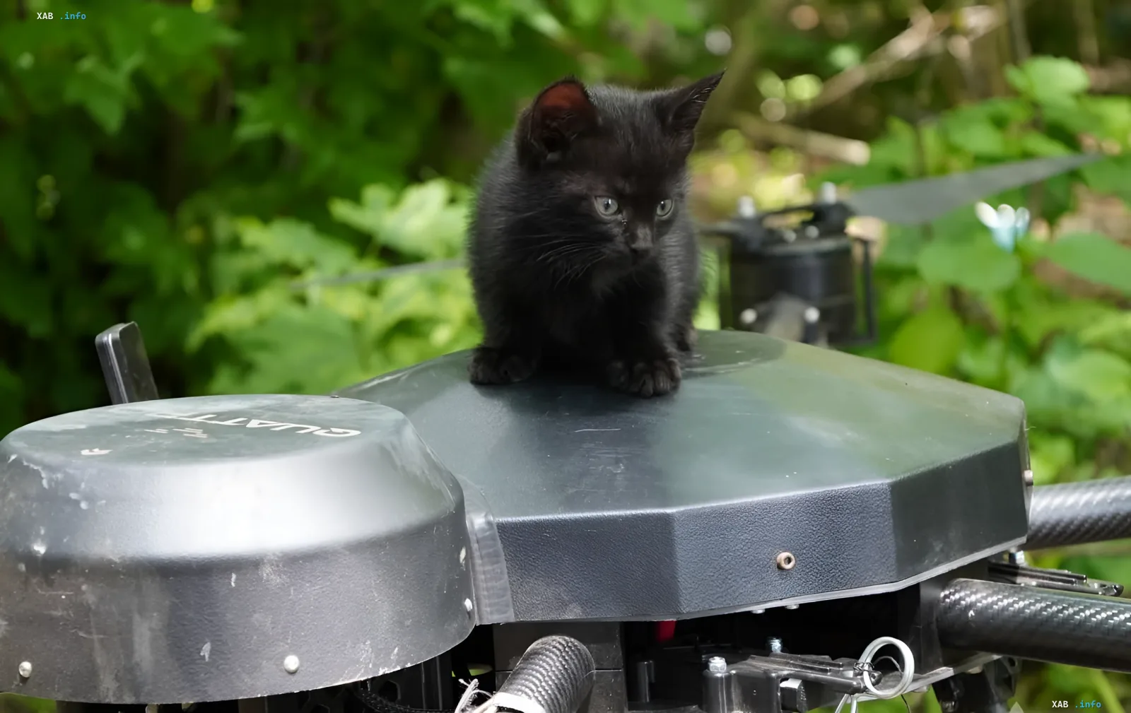 Black kitten perched on Ukrainian combat drone 'Vampir' in forest — symbol of 'Meow-Meow' operation to rescue cats by Ukrainian military