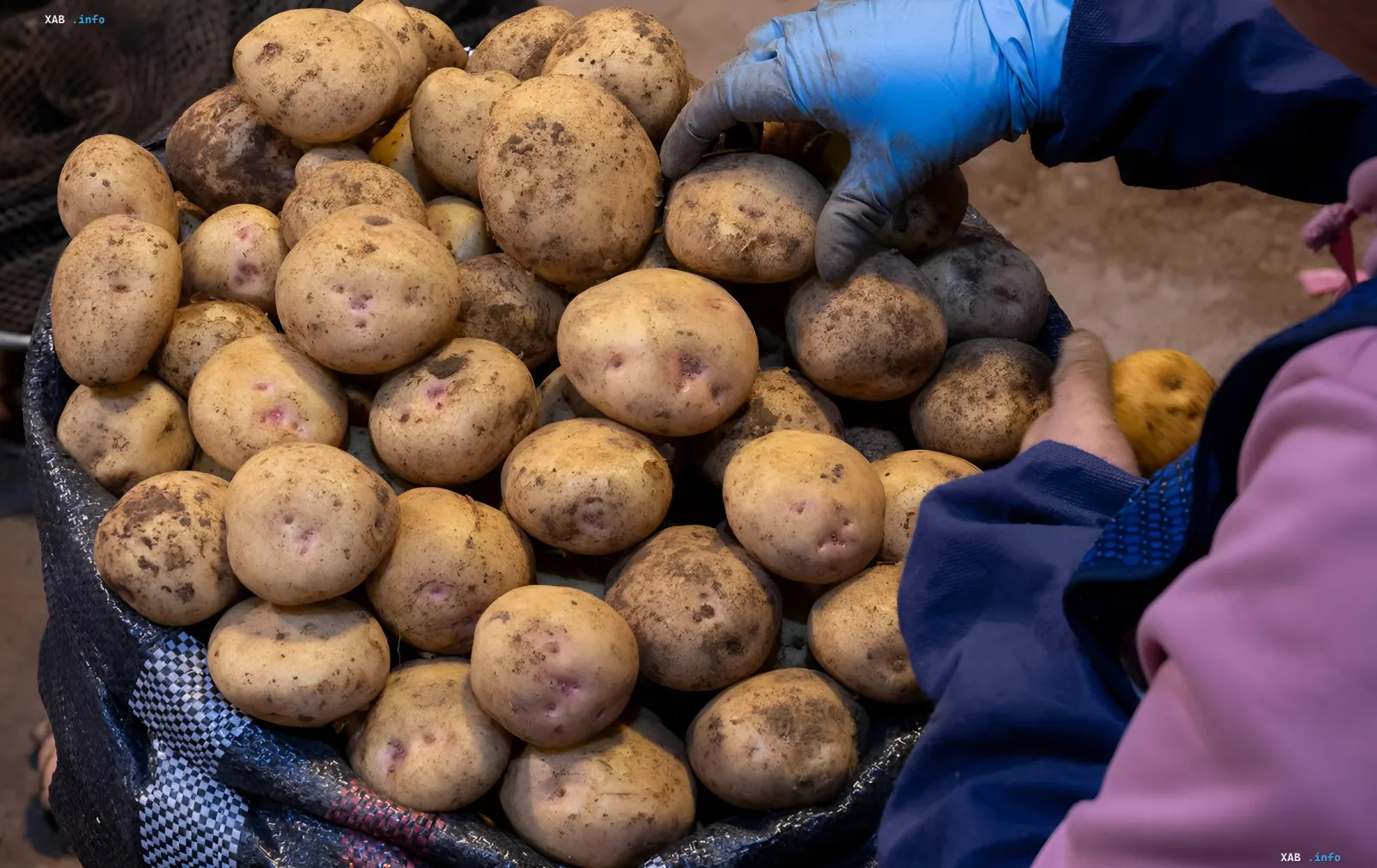 Arbeiter sortiert Kartoffelernte in einem Sack: Illustration für Nachrichten über Konkurrenz zwischen ukrainischen und ägyptischen Kartoffeln