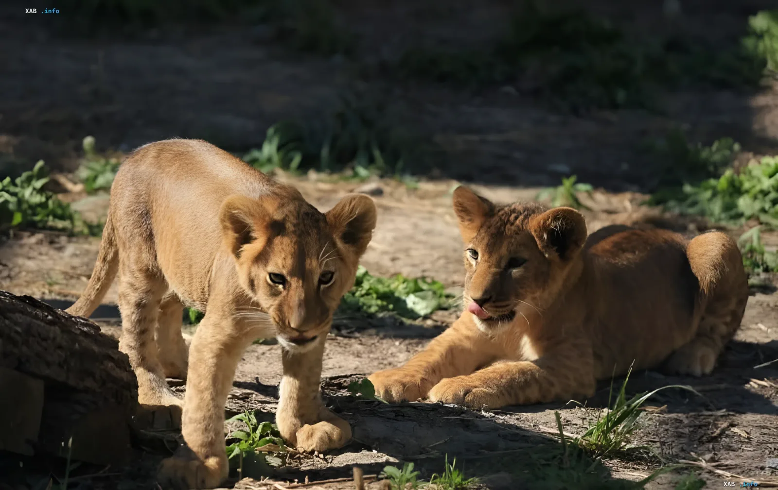 Two lion cubs at Feldman Ecopark in Kharkiv — a symbol of life the zoo continues to protect despite evacuation threats