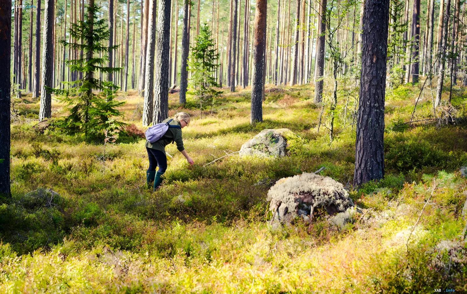 Frau mit Rucksack sammelt Pilze im belarussischen Wald – Illustration zum Angebot Minsks über „stilles Jagen“ für Ukrainer