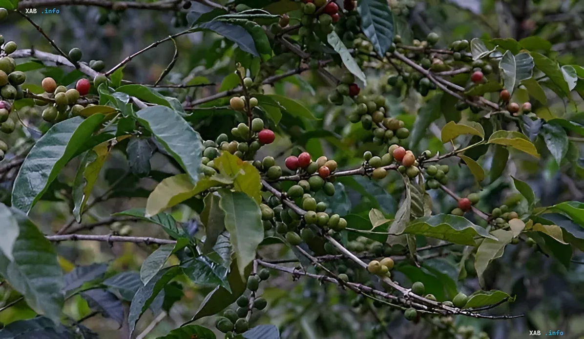 Kaffeebaumzweige mit unreifen grünen und reifenden roten Kirschen — Symbol der Anfälligkeit der Ernte gegenüber Klimaanomalien in Brasilien und Indien