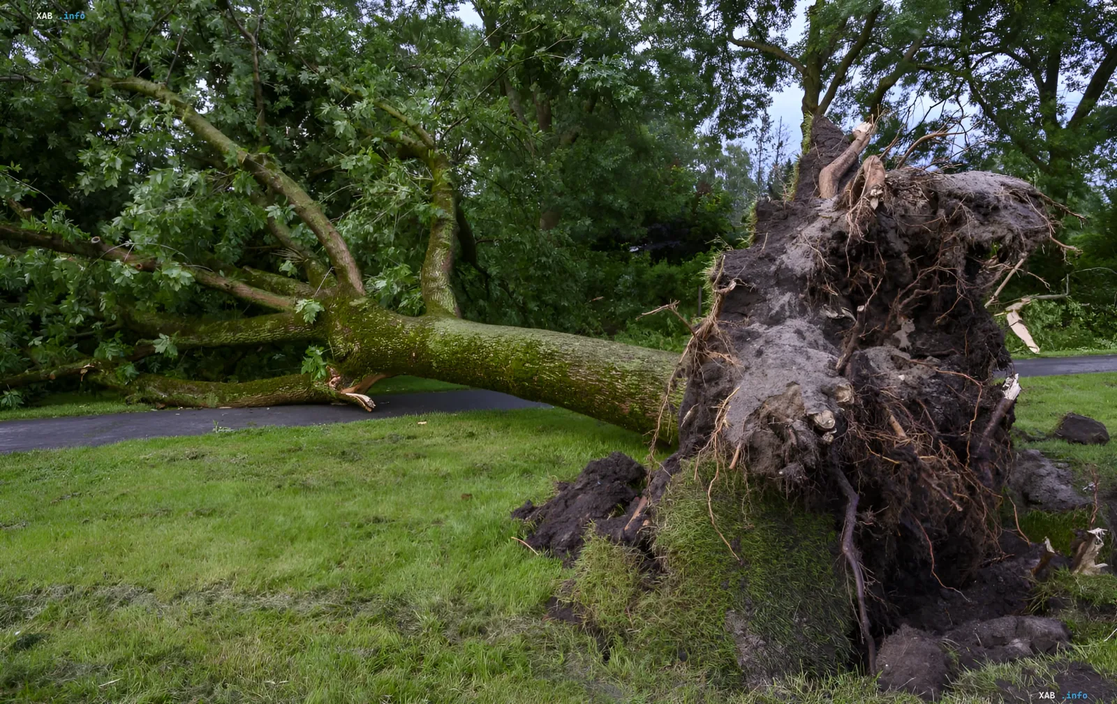 Tree uprooted by strong wind on a lawn, illustrating the yellow danger level in Kyiv