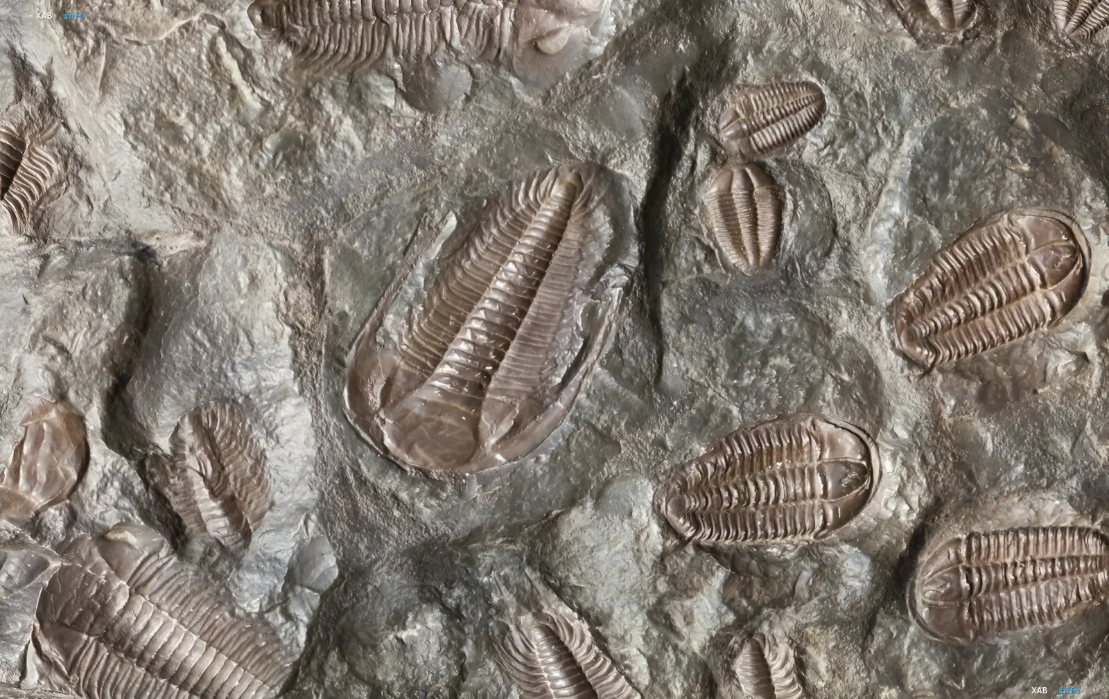 Versteuerte Trilobiten auf Stein — Symbol des Aussterbens im Perm, eine Warnung für das Schicksal der Menschheit