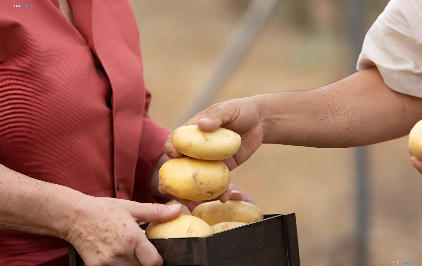 Landwirt übergibt einem Käufer frische gelbe Kartoffeln aus einem Holzkorb – Illustration zum Artikel über den realen Kartoffelverbrauch in der Ukraine