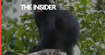 Schwarzer Affe mit charakteristischer Gesichtsmaske, sitzend auf einem Ast im tropischen Wald – neue Art, entdeckt in der DRK nach 75 Jahren Unbekanntheit