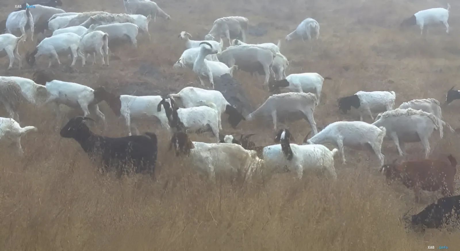 Herd of goats grazing on dry grass in California, acting as living bulldozers to prevent wildfires