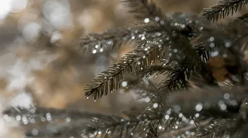 Nasse Tannenzweige mit Wassertropfen vor einem verschwommenen Himmel, die die bevorstehenden Gewitter und starken Winde in der Ukraine symbolisieren