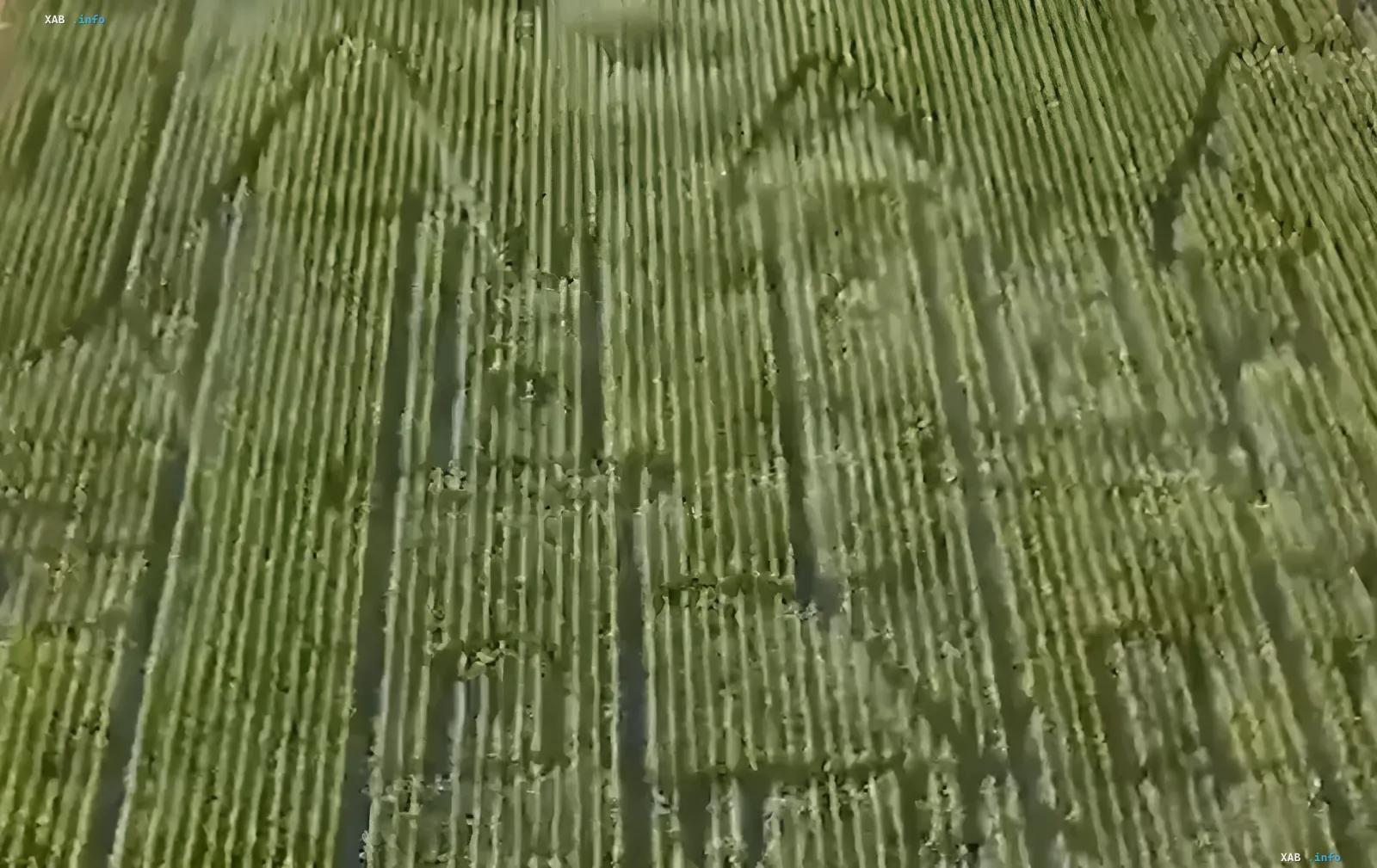 Aerial view of a corn maze in Hungary: tall rows of corn form winding paths, turning the field into a tourist attraction