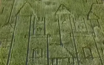 Aerial view of a corn maze in Hungary: tall rows of corn form winding paths, turning the field into a tourist attraction