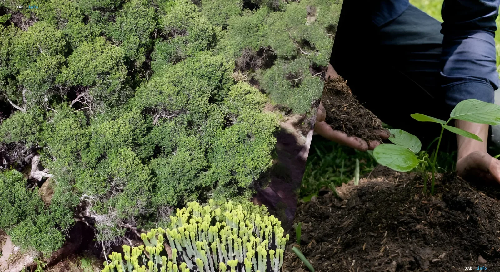Ethiopia planting trees: collage of forest canopy, hands holding soil, and seedlings — symbol of massive reforestation effort