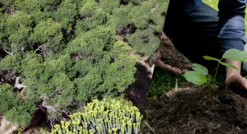 Ethiopia planting trees: collage of forest canopy, hands holding soil, and seedlings — symbol of massive reforestation effort