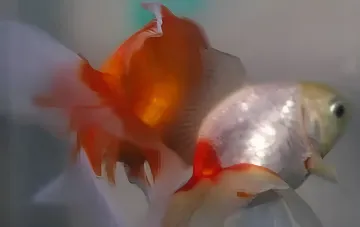 Zwei Goldfische, Fede und Magui, Helden des Rechtsfalls in Argentinien über Tierrechte