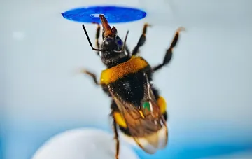 Hummel löst eine komplexe Aufgabe, indem sie einen blauen Knopf drückt, und zeigt Intelligenz ohne Training