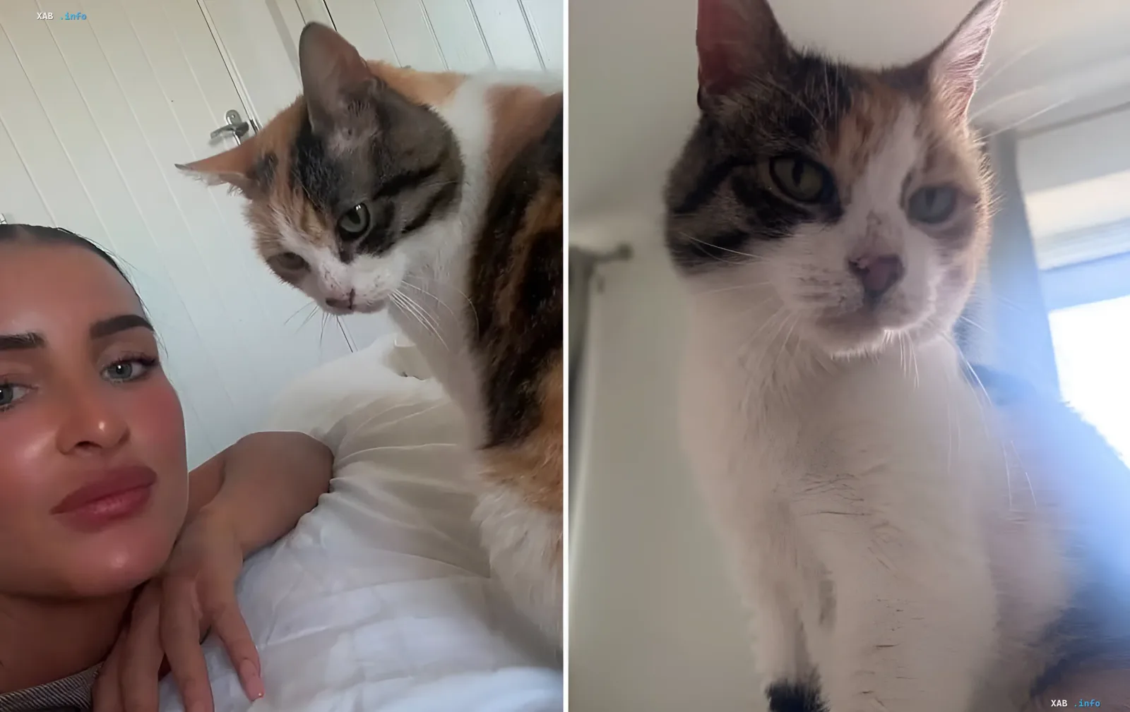 Happy woman embraces her calico cat, lost for 10 years and returned home thanks to a microchip