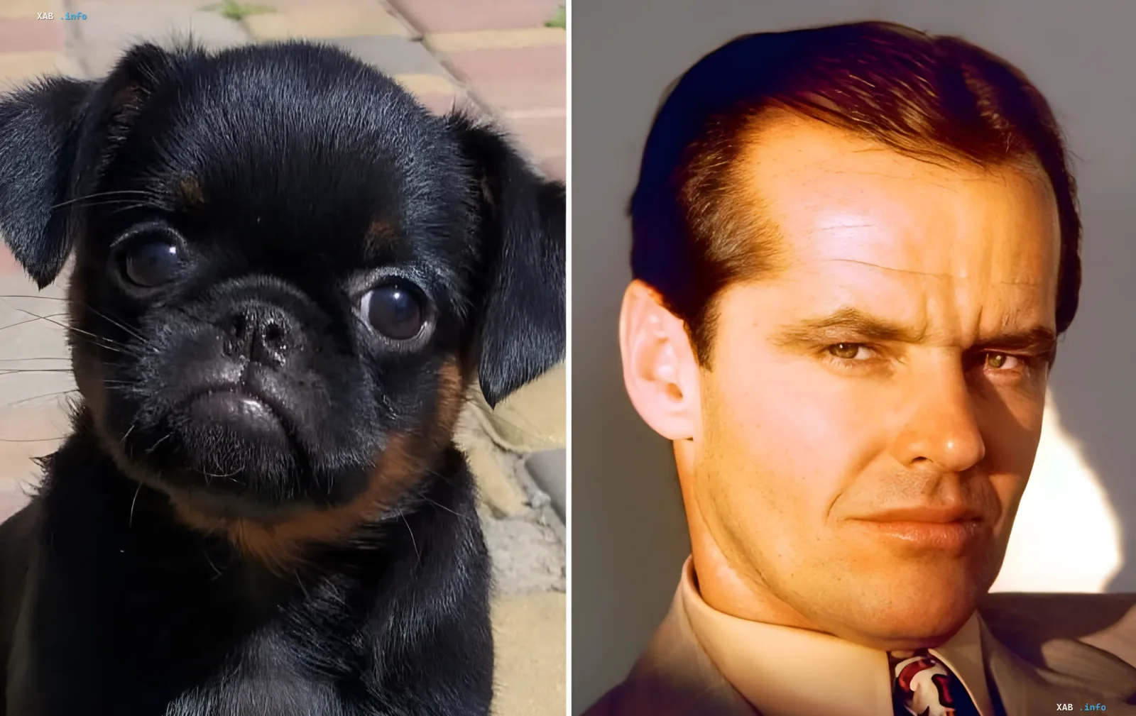 Welpen-Doppelgänger von Jack Nicholson und Foto des Schauspielers nebeneinander