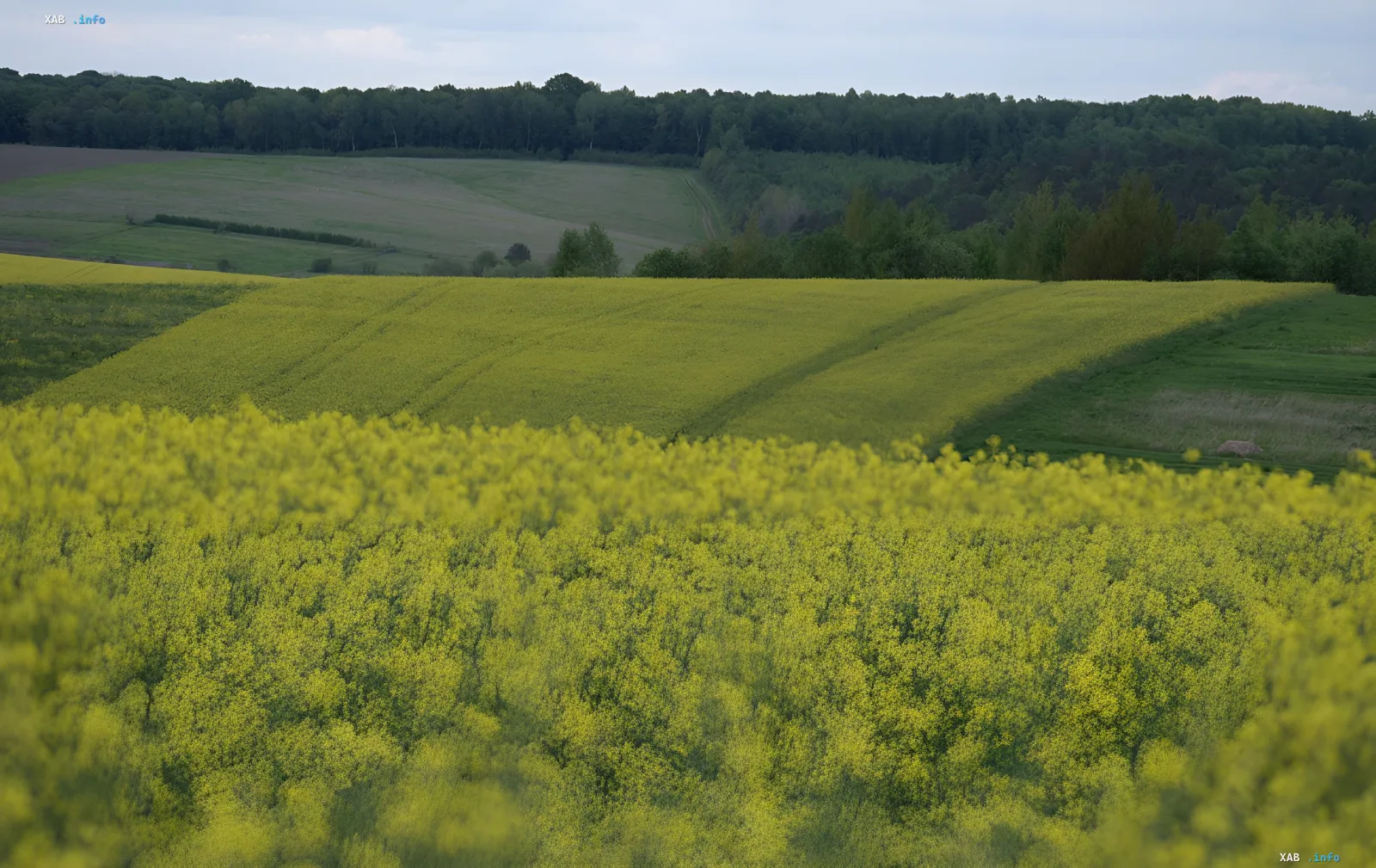 Golden fields of rapeseed on Ukrainian land, symbolizing a historic record in rapeseed processing due to new tariffs
