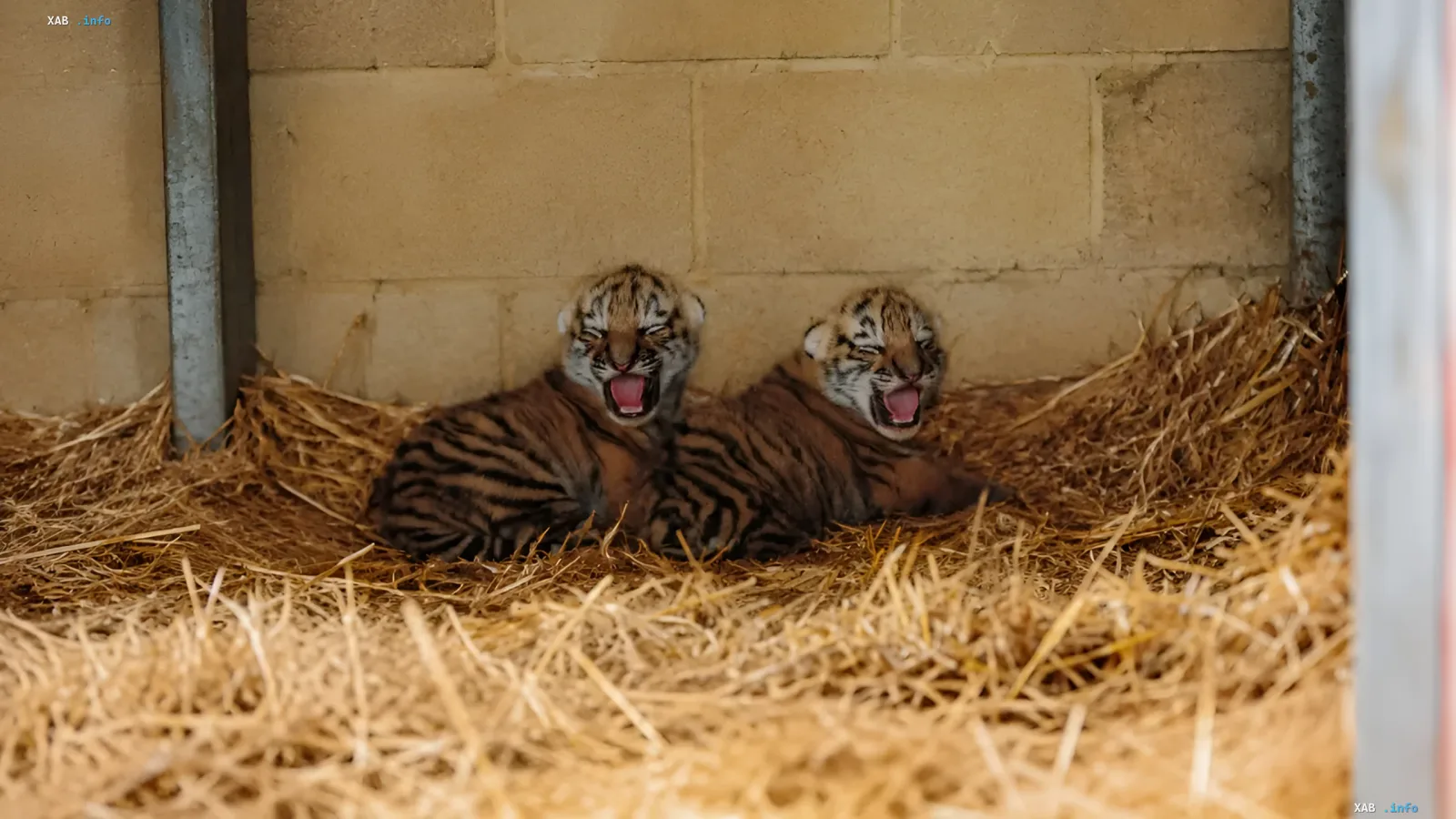 Two newborn Amur tiger cubs twins yawning in straw in the UK