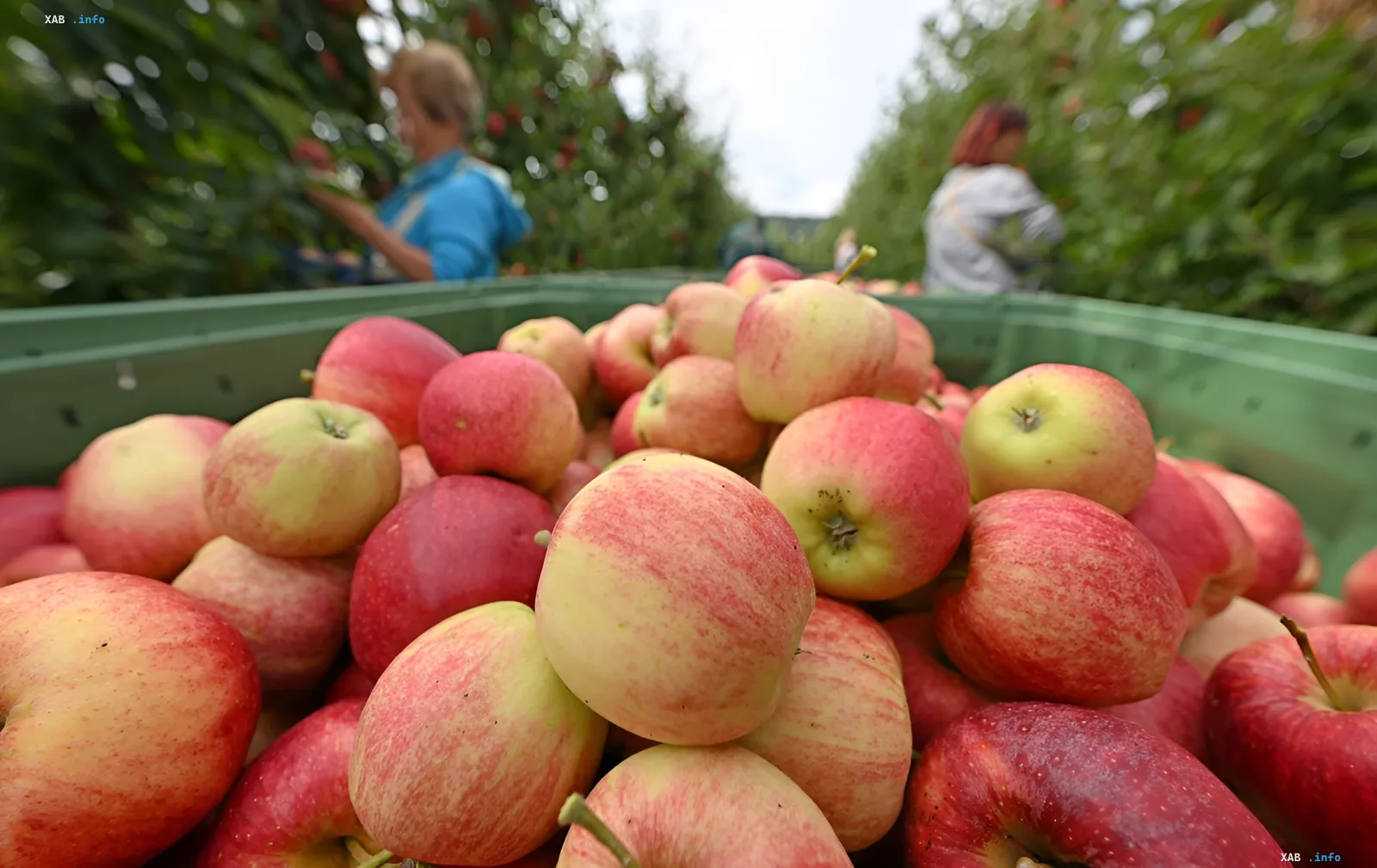 Apfelernte im Obstgarten: Anbauer erwarten einen 20% Preisverfall, aber Experten warnen vor Risiken