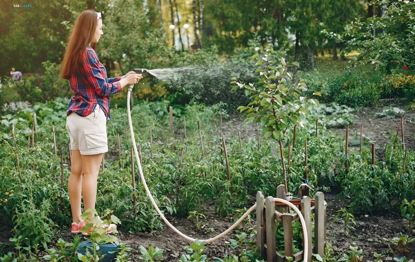 Frau gießt den Garten mit einem Schlauch, um Pflanzen vor Sommerdürre und Hitze zu retten