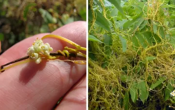 Паразитическое растение повилика (Cuscuta) на грядке: желтые нитевидные стебли опутывают листья, а на ладони — мелкие белые цветки паразита, который угрожает урожаю
