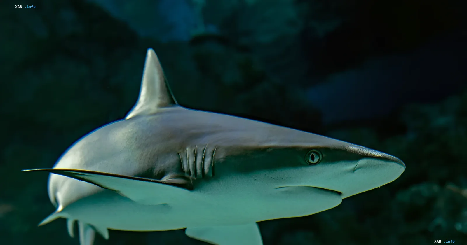 Shark in the ocean — a living weather station for predicting hurricanes in 2026