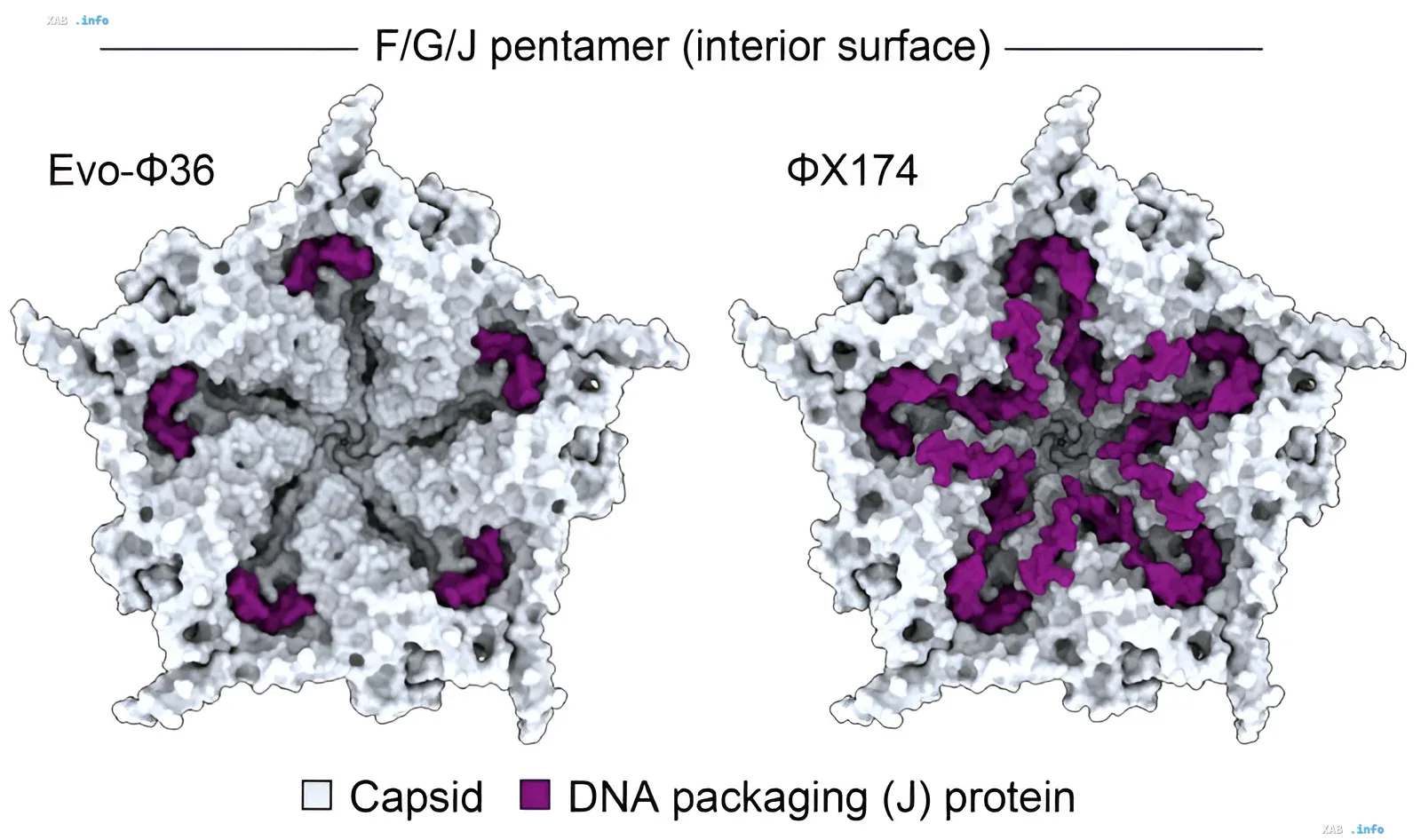Vergleichendes 3D-Modell der Innenfläche von Pentameren der Bakteriophagen Evo-Φ36 und ΦX174, das die Anordnung der DNA-Verpackungsproteine zeigt