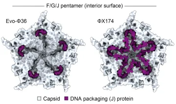 Vergleichendes 3D-Modell der Innenfläche von Pentameren der Bakteriophagen Evo-Φ36 und ΦX174, das die Anordnung der DNA-Verpackungsproteine zeigt