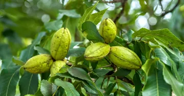 Fresh green walnuts on a tree branch, symbolizing the export product subject to China's new anti-dumping duties starting August 11, 2026