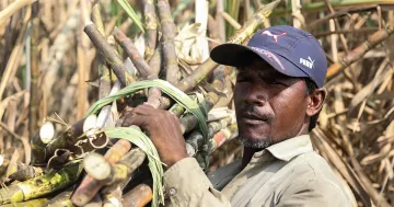 Indian farmer carrying a bundle of sugarcane against the backdrop of drought, illustrating the sugar production crisis