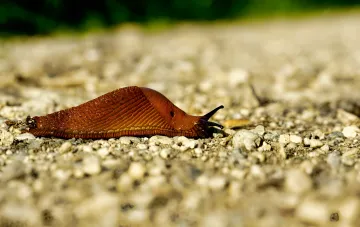 Close-up of a slug on gravel — an example of a pest that can destroy crops without chemical protection