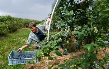 Ukrainische Arbeiterin erntet Blaubeeren in Polen, was die Abhängigkeit der polnischen Wirtschaft von Migrantenarbeit illustriert