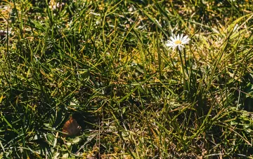 Одинокая ромашка на фоне засохшей травы — символ необходимости восстановления газона после засухи