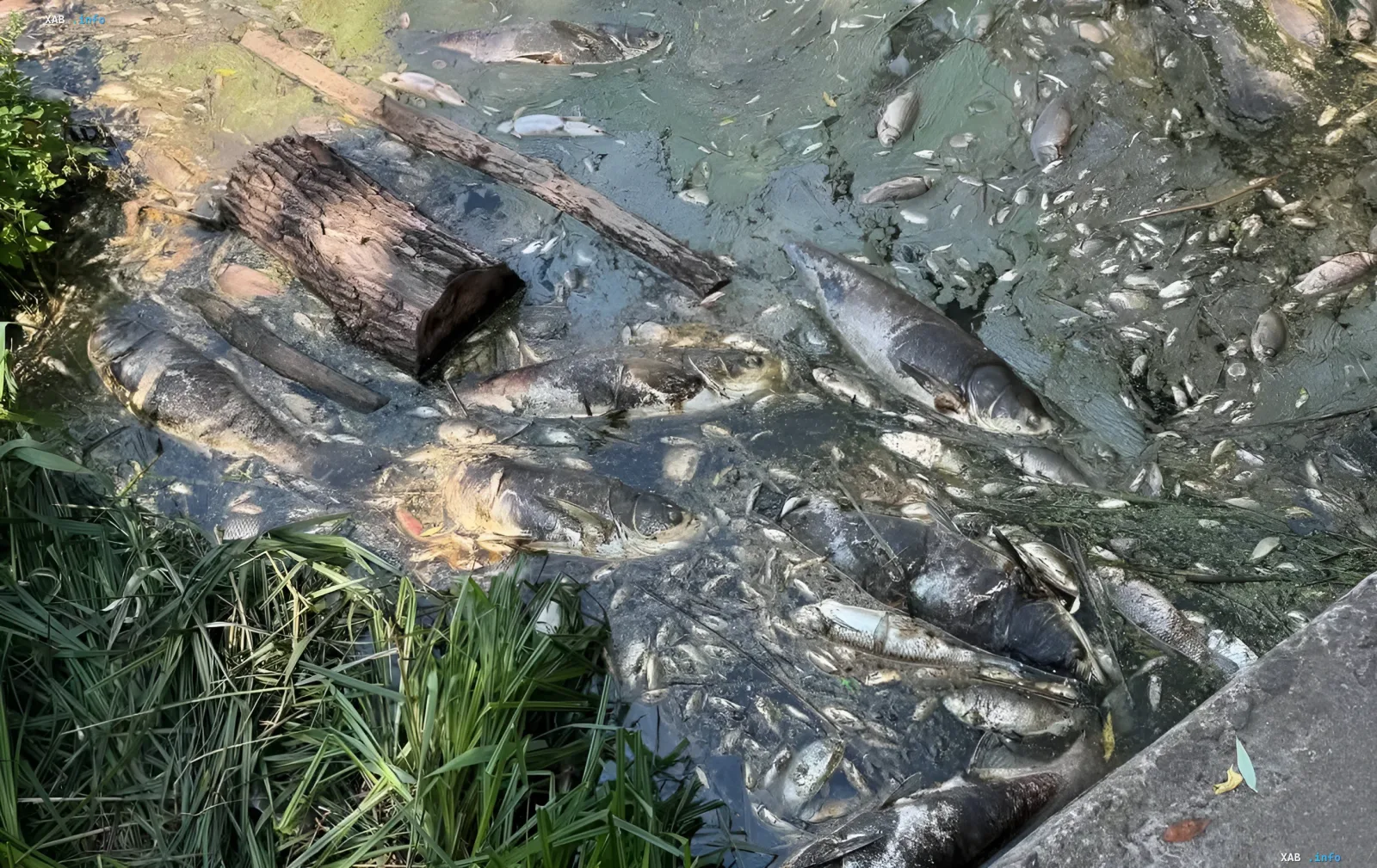 Tote Fische in den verschmutzten Gewässern von Borshschahiwka: Folgen einer ökologischen Katastrophe