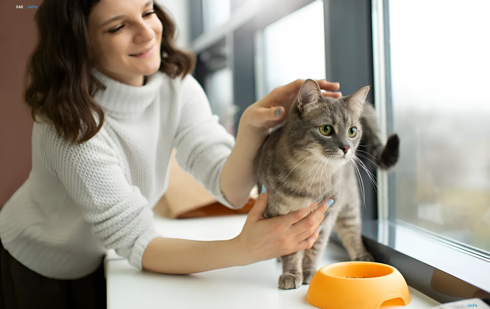 Woman petting a cat on a windowsill next to a bowl, illustrating the topic of household dangers for cats