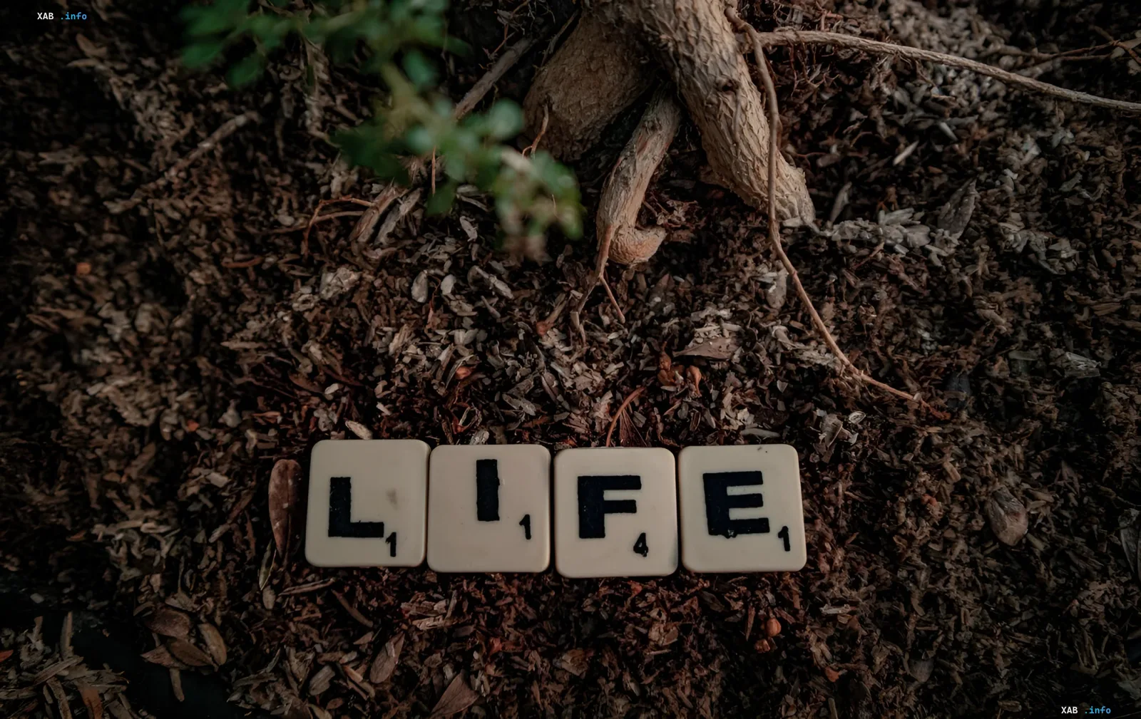 Буквы LIFE из Scrabble на почве у корней дерева — метафора двойного рождения жизни по версии немецких ученых