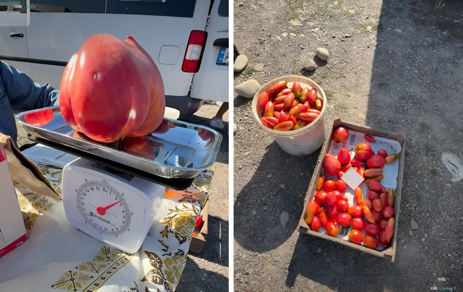 Riesige rote Tomate auf einer Waage neben einer Kiste mit normalen Tomaten auf dem Zabolotiv-Markt
