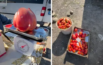 Riesige rote Tomate auf einer Waage neben einer Kiste mit normalen Tomaten auf dem Zabolotiv-Markt