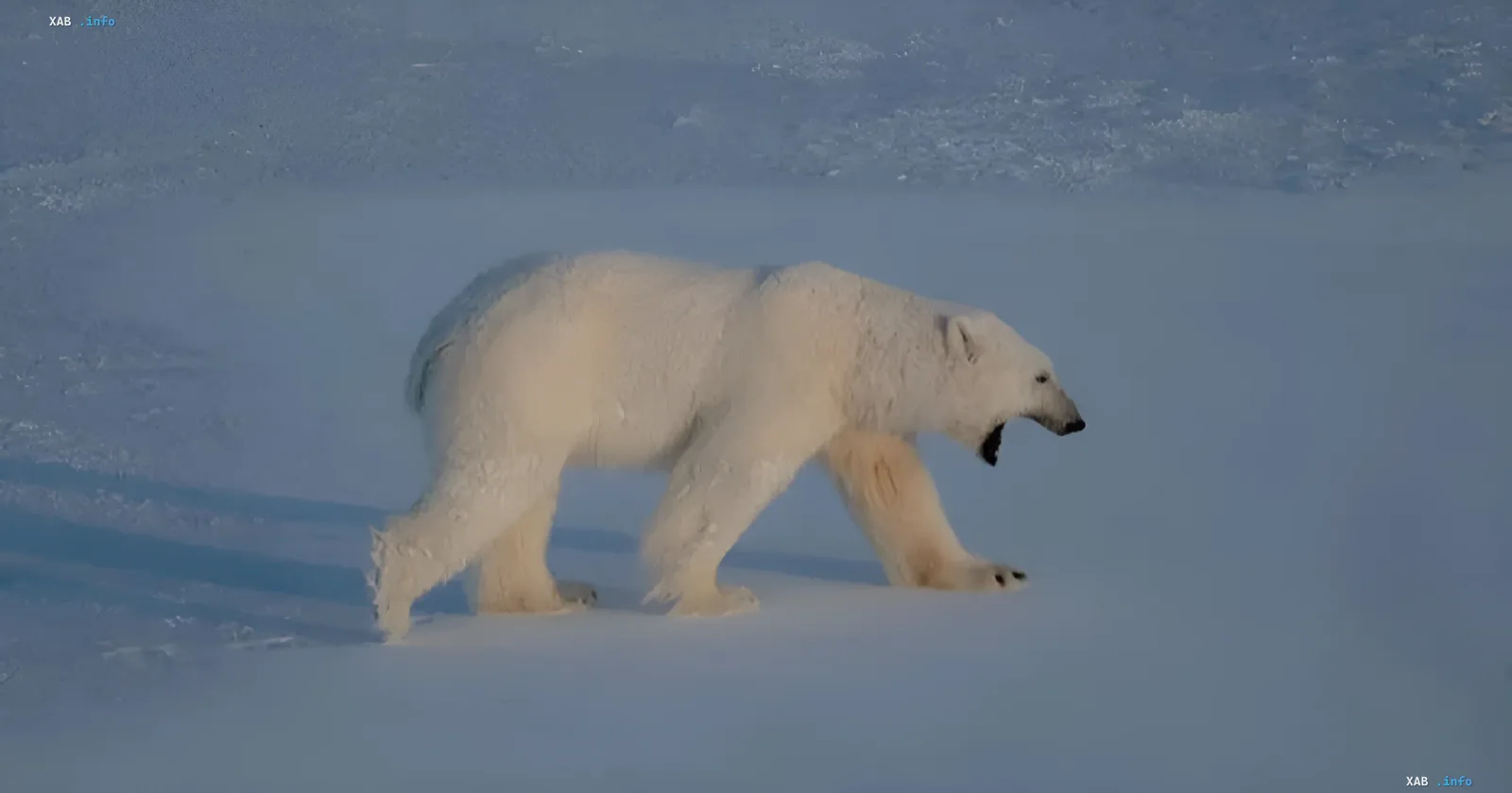 Polar bear on Svalbard ice: an example of a dangerous encounter that led to a tourist fine