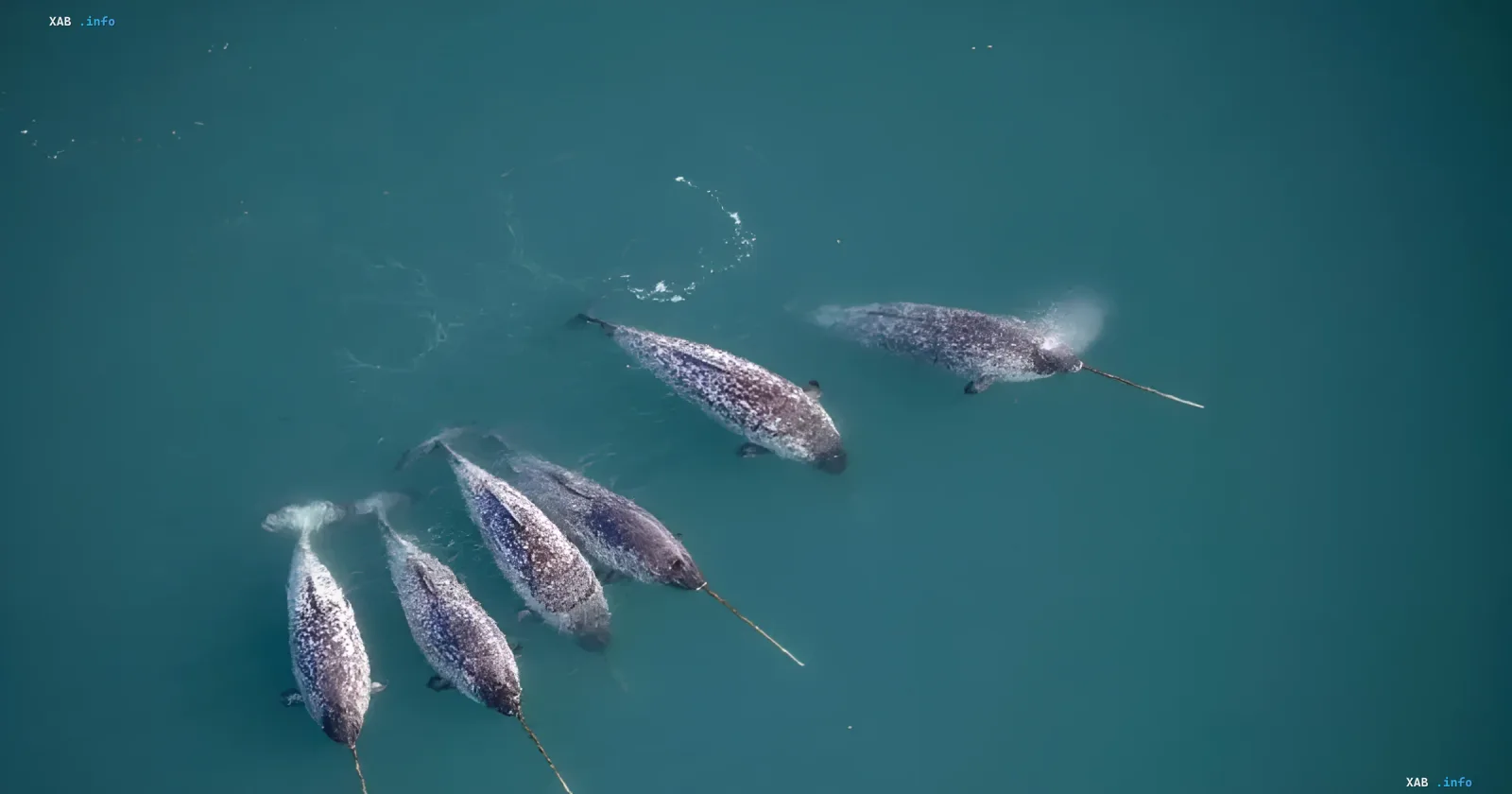 Нарвалы с длинными спиральными рогами плывут в бирюзовой воде, вид сверху; спиральная структура зуба, изученная учёными
