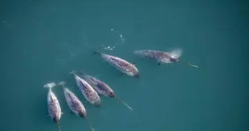 Нарвалы с длинными спиральными рогами плывут в бирюзовой воде, вид сверху; спиральная структура зуба, изученная учёными